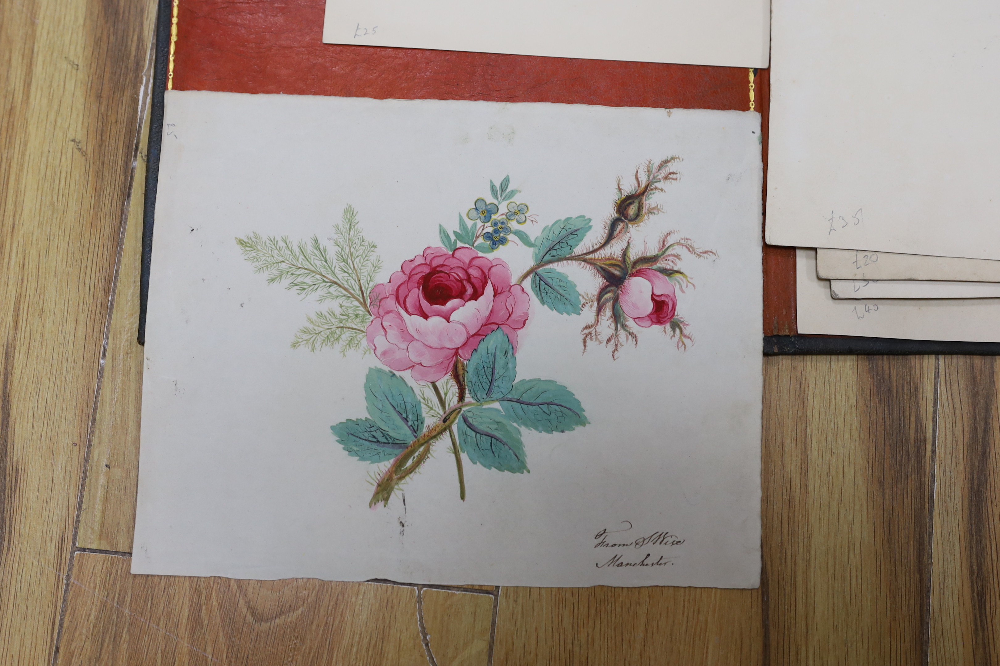 A collection of 19th century botanical watercolour studies on paper, one indistinctly signed and inscribed Manchester in ink, largest 34 x 26cm, unframed, housed in a tooled leather wallet